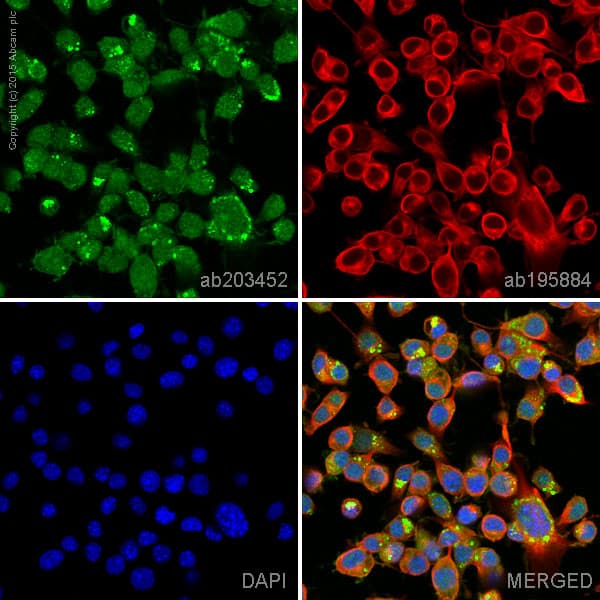 Alexa Fluor 555 Rap1gap Antibody Y134 Ab203452  Immunocytochemistry Immunofluorescence Img131973