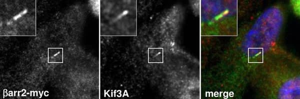 Anti-Myc tag antibody [9E10](AB32)