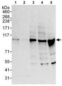 Anti-EXOC1 antibody(AB118798)