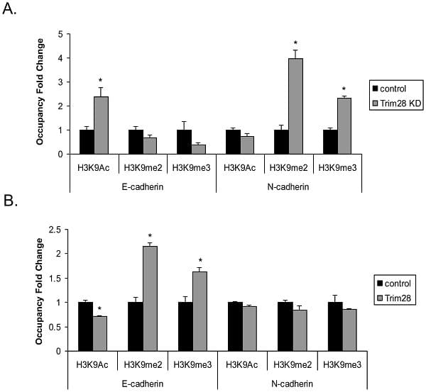 Anti-Histone H3 (di methyl K9) antibody [mAbcam 1220] - ChIP Grade(AB1220)