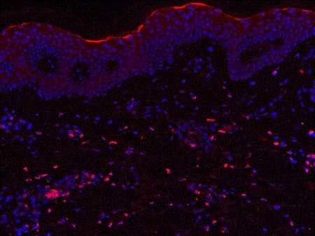 Anti-IL-23 antibody [B-Z23] - BSA and Azide free(ab84471)
