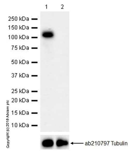Anti-Wee1 antibody [EPR20899](AB233540)