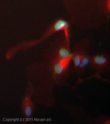 Anti-gamma H2A.X (phospho S139) antibody [3F2](AB22551)