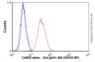 Anti-CaMKII alpha antibody [EPR1828](AB92332)