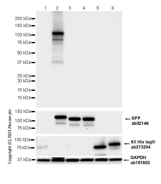 Anti-PADI2 / PAD2 antibody [EPR26940-85](ab322197)