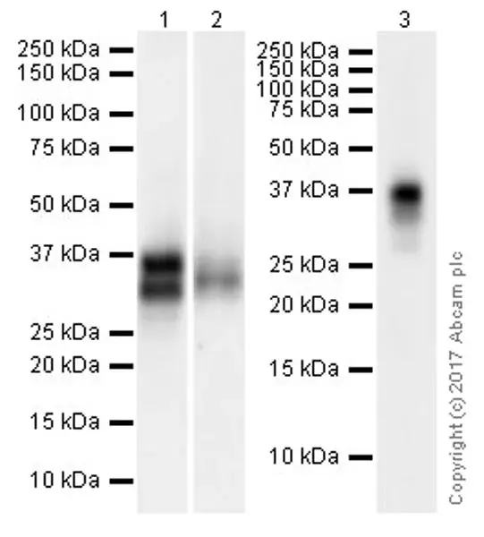 Anti-CD8 alpha antibody [EPR21769](AB217344)