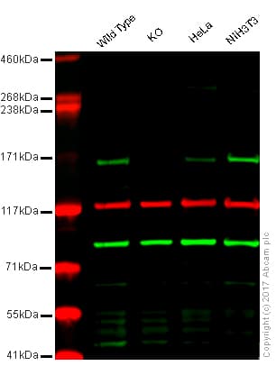 Anti-EEA1 antibody - Early Endosome Marker(AB2900)