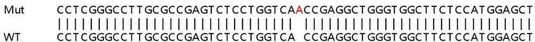Sanger%20sequencing%20 %20human%20spag7%20knockout%20hek 293t%20cell%20line%20(Ab266775)  Sanger Sequencing Img410294