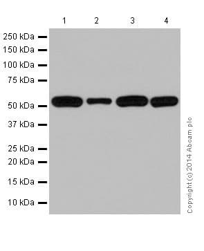 Anti-alpha Tubulin antibody [EP1332Y] - Microtubule Marker(AB52866)