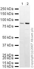 Anti-PSD95 antibody - Synaptic Marker(AB18258)