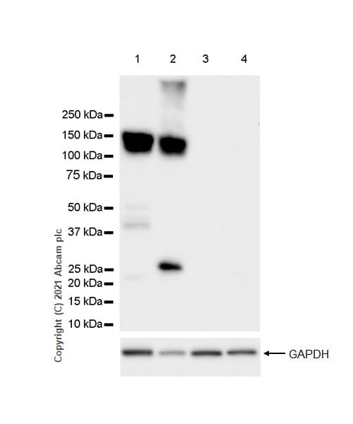 Anti-CD31 antibody [RM1006](AB281583)