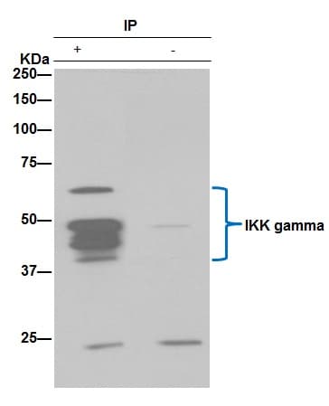 Anti-IKK gamma/NEMO antibody [EPR16629] - BSA and Azide free(AB230832)
