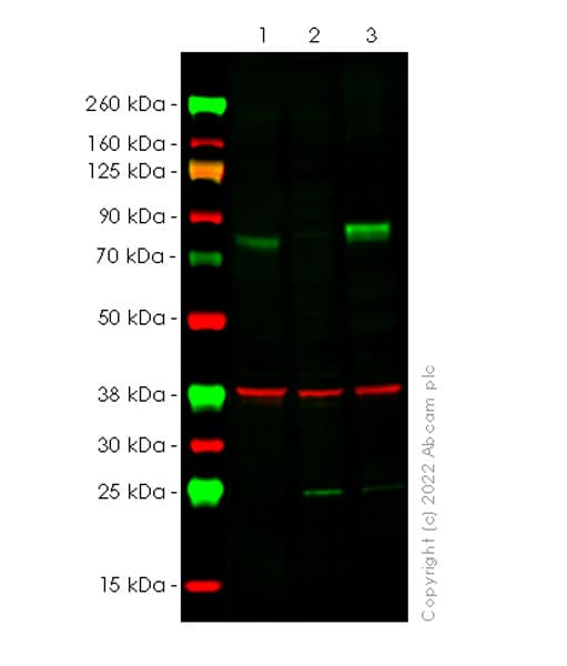 Anti-Alkaline Phosphatase antibody [EPR27506-72] (BSA and Azide free)(AB305306)