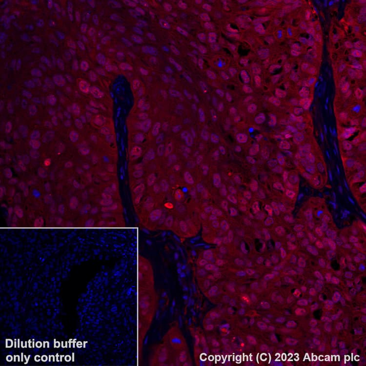 Alexa Fluor® 647 Anti-Hsp70 antibody [3A3](AB309609)