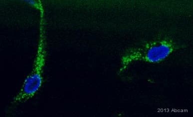 Anti-DLST antibody [9F4BD5](AB110306)