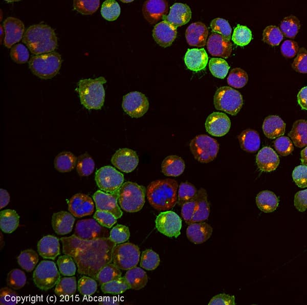 Anti-CXCR4 antibody [UMB2](AB124824)