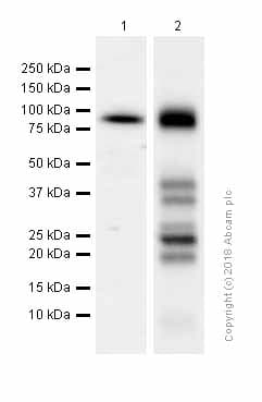Braf Antibody Ep152y Ab33899  Western Blot Img104066