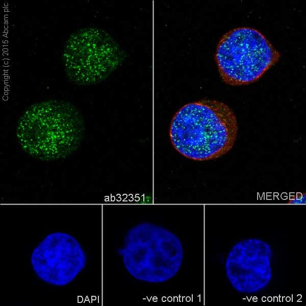 Anti-Caspase-3 antibody [E87](AB32351)