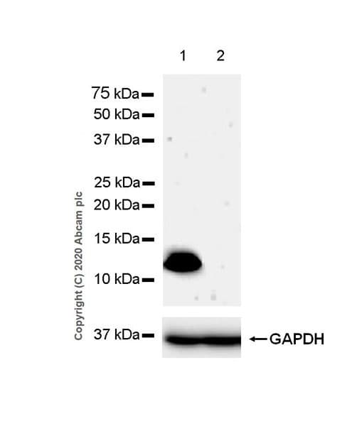 Psoriasin Antibody Epr23482 38 Ab275026  Western Blot Img3806