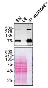 Anti-LRP1 antibody [EPR3724](AB92544)