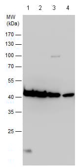 Anti-beta Actin antibody - N-terminal(AB209869)