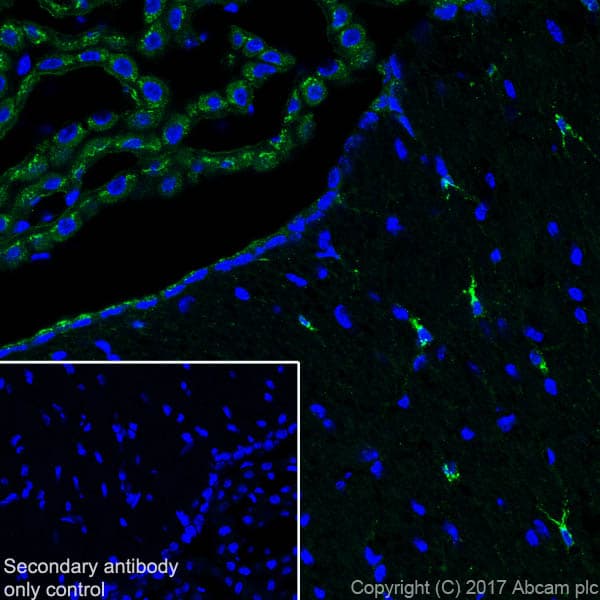 Anti-Clusterin alpha chain antibody [EPR17539-95] - BSA and Azide free(AB230150)