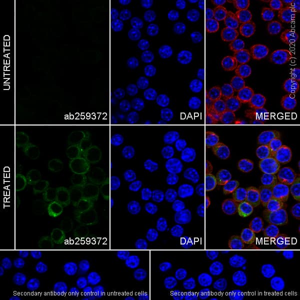 Ccl3 Mip 1 Alpha Ccl3l1 Antibody Epr23751 54 Ab259372  Immunocytochemistry Immunofluorescence Img91786