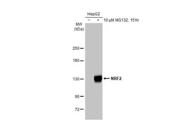 Anti-Nrf2 antibody(AB137550)