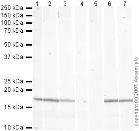 Human Histone H3 (di methyl K9) peptide(AB1772)