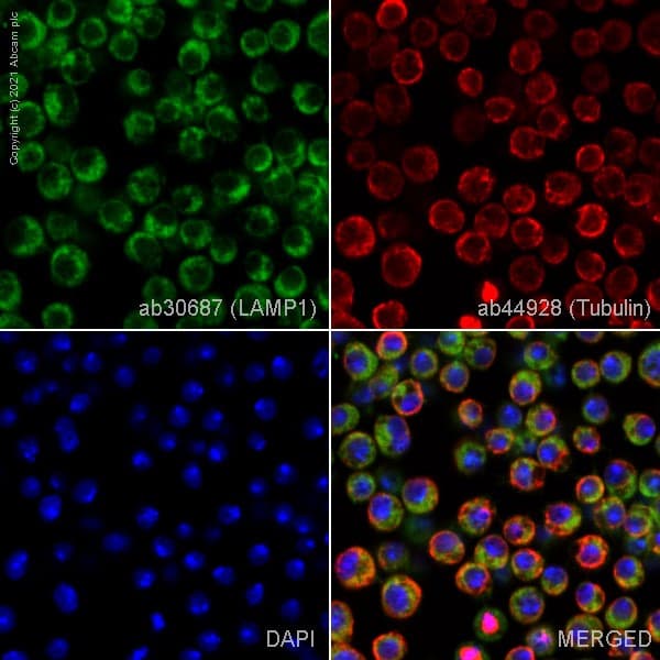 Anti-LAMP1 antibody - Lysosome Marker(AB30687)