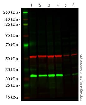 Anti-PCNA antibody [PC10](AB29)