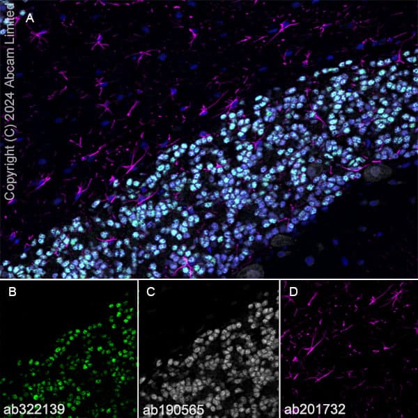 Alexa Fluor® 647 Anti-NeuN antibody [EPR12763] - Neuronal Marker(AB190565)