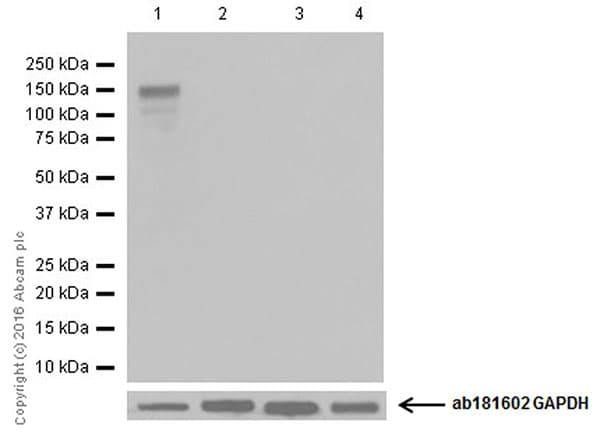Anti-CRISPR-Cas9 antibody [EPR19620](AB202638)