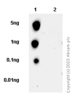 Anti-RNA polymerase II CTD repeat YSPTSPS (phospho S5) antibody [EP1510Y](AB76292)