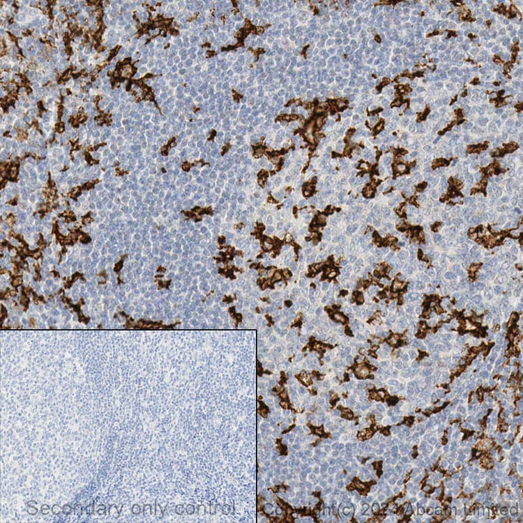 Anti-CD11c antibody [EP1347Y] - BSA and Azide free(AB216655)
