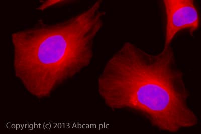 Goat Anti-Rabbit IgG H&L (Alexa Fluor® 647) preadsorbed(AB150087)