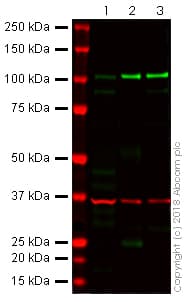 Anti-E Cadherin antibody [4A2](AB231303)