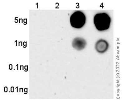 Anti-Tau (phospho S202) antibody [EPR2402](AB108387)