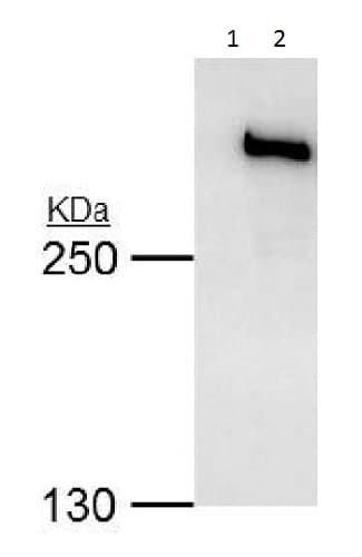 Anti-TRRAP antibody(AB227590)