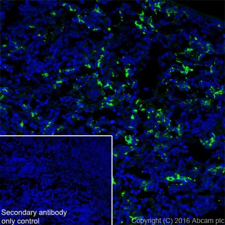 Anti-CD163 antibody [EPR19518] - BSA and Azide free(AB213612)