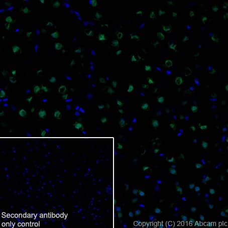 Anti-HuD + HuC antibody [EPR19098](AB184267)