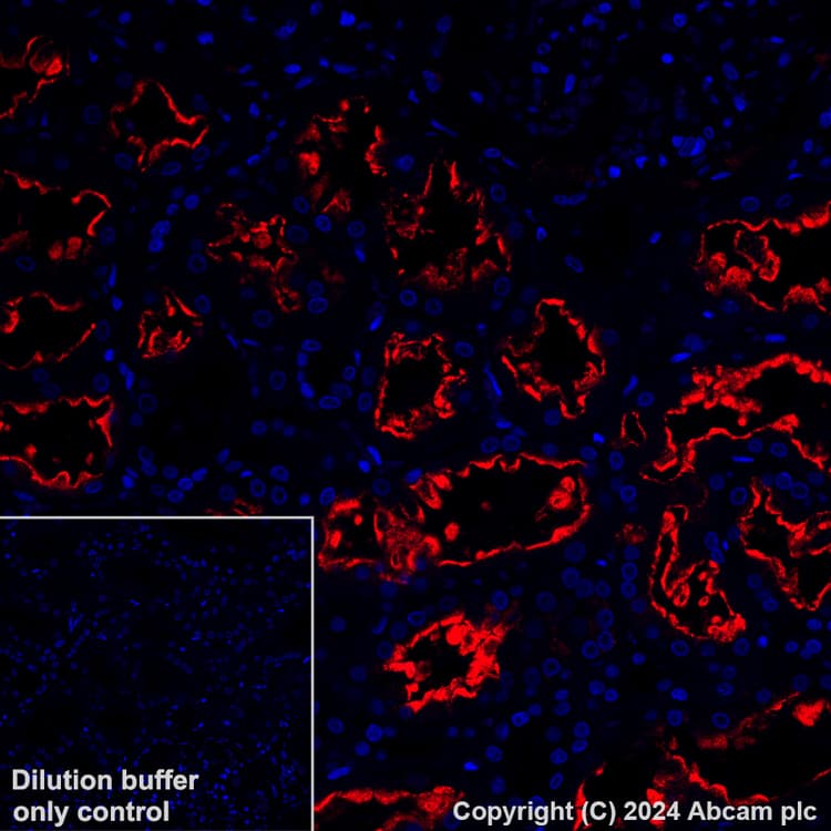 Alexa Fluor® 647 Anti-Lrp2 / Megalin antibody [EPR26093-84](AB317712)