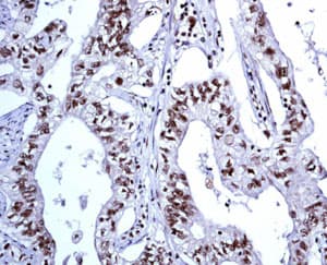 Anti-FEN1 antibody [EPR4459(2)](AB133311)