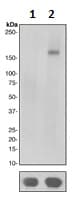 Anti-PDGFR beta (phospho Y771) antibody [EPR2477](AB109391)