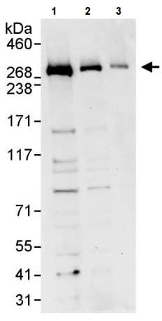Numa Antibody Ab241470  Western Blot Img121733