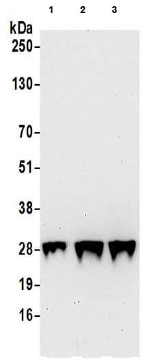 Gas41 Antibody Ab205018  Western Blot Img81063