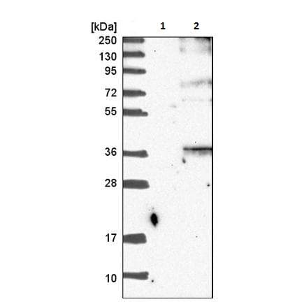 Orai3 Antibody Ab224095  Western Blot Img15856