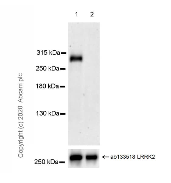 Anti-LRRK2 (phospho T1357) antibody [MJF-R29-52] - BSA and Azide free(AB270617)