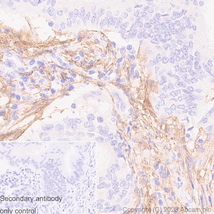 Anti-TMEM119 antibody [RM1075] - BSA and Azide free(AB314915)