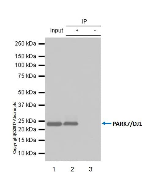 Park7 Dj1 Antibody Epr19466 105 Ab201147  Immunoprecipitation Img5036